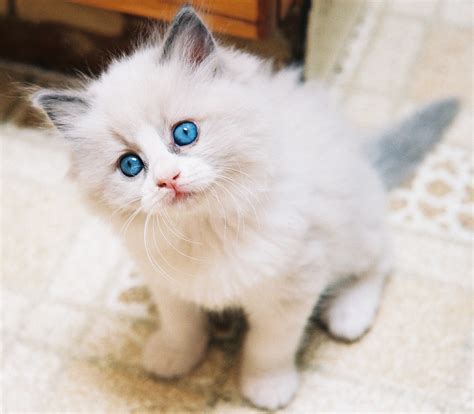 Ragdoll Cat Personality, Characteristics and Pictures - InspirationSeek.com