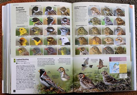 Review: Europe's Birds: An Identification Guide