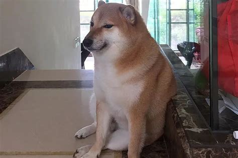 Anjing Shiba Inu di Balik Meme Cheems Dikabarkan Tutup Usia