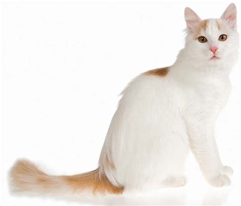 Turkish Van cat | Luxurious Fur, Swimming Ability & Loyalty | Britannica