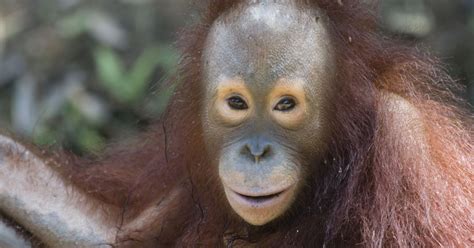 Utat, the pet orangutan saved in the nick of time in Borneo ...