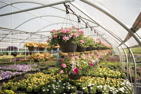 Best Plants To Grow In Greenhouse