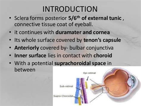 anatomy of sclera