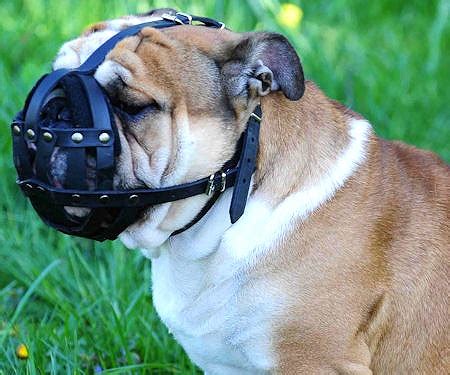 Everyday Light Weight Super Ventilation English Bulldog muzzle - product code : M41