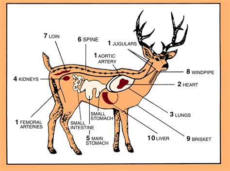 Whitetail Deer Anatomy Diagrams - Wiring Diagram Pictures