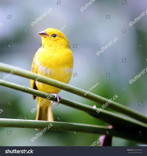 Yellow Canary Bird In The Garden Stock Photo 204453643 : Shutterstock