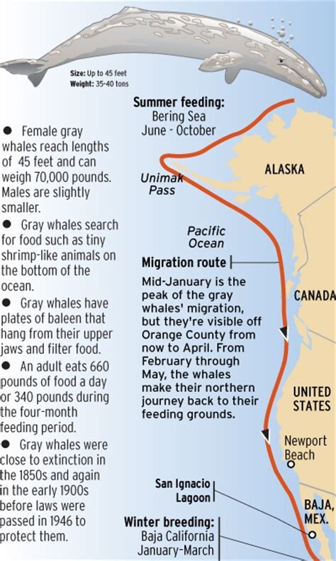 Spring Gray Whale Watching Tours - Oak Harbor - Deception Pass Tours