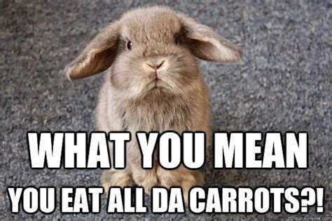 The Funniest Rabbit Memes