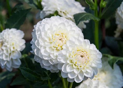 15+ white dahlia varieties 🕊️ 🌼 For pure elegance and timeless beauty