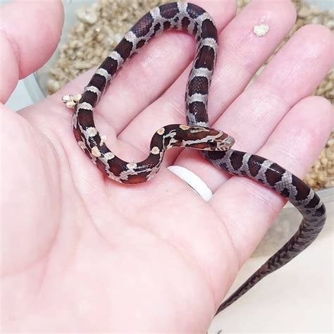 60+ Corn Snake Morphs By Color, Genetics & Rarity - More Reptiles