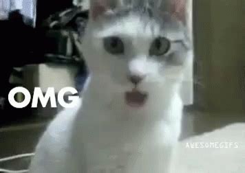 Omg Cat GIF - Cat Omg Ohmygod - Discover & Share GIFs