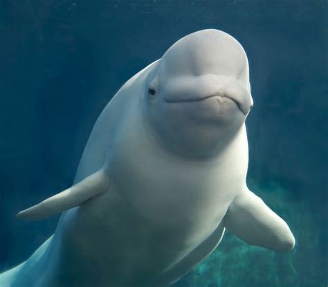 Beluga Whale Facts, Habitat, Sounds, Diet, Baby, Videos, Pictures