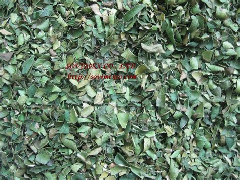 DRIED LEMON LEAVES - SOVIMEX CO.,LTD