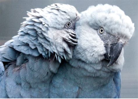 Spix’s Macaw - SAFE Worldwide