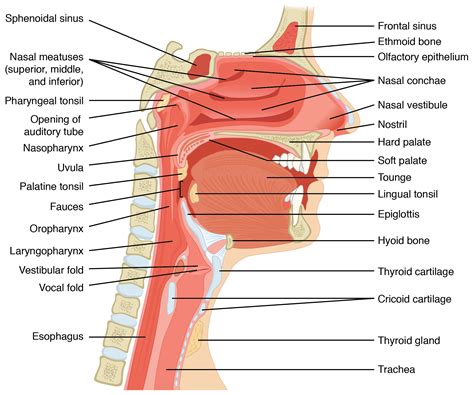 File:2303 Anatomy of Nose-Pharynx-Mouth-Larynx.jpg - Wikimedia Commons