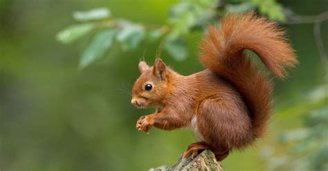 Squirrel Pictures - AZ Animals