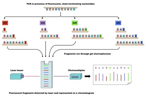 DNA Sequencing- Maxam–Gilbert and Sanger Dideoxy Method