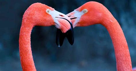 Flamingo Behavior - AnimalBehaviorCorner