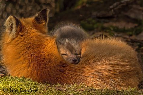 Cute Baby Red Foxes Sleeping