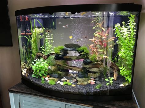 My 36 Gallon Bow Front Planted Community Tank - Imgur | Fish tank terrarium, Cool fish tank ...