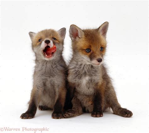 Cute little Red Fox cubs photo WP20840