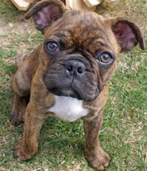 Frenchie Pug (French Bulldog Pug Mix Dog) – Photos, Behavior, Trainability, Puppy, Price, Health ...