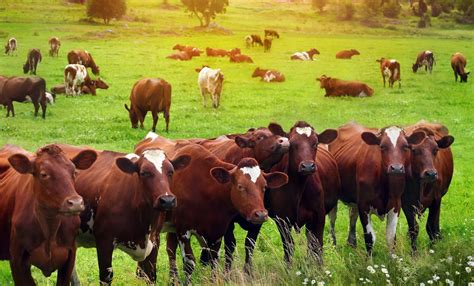 Starting Beef Cattle Farming Business Plan (PDF) - StartupBiz Global