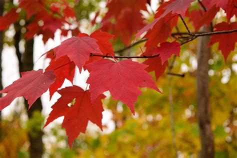 Red Maple - Acer Rubrum | Deciduous Trees | Cold Stream Farm