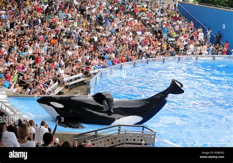 ORLANDO - FEBRUARY 25: SeaWorld trainer dies in killer whale attack in ...