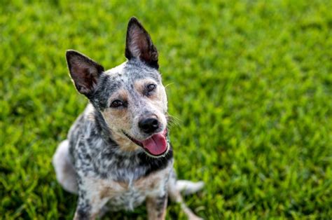 5 Blue Heeler Colors And All Markings Explained