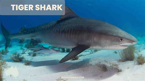 Get to Know the Ultimate Predator of the Tropics: The Tiger Shark