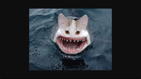 Cat Shark Blank Template - Imgflip