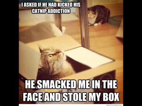 20 Funny Pictures Of Box-Loving Cats