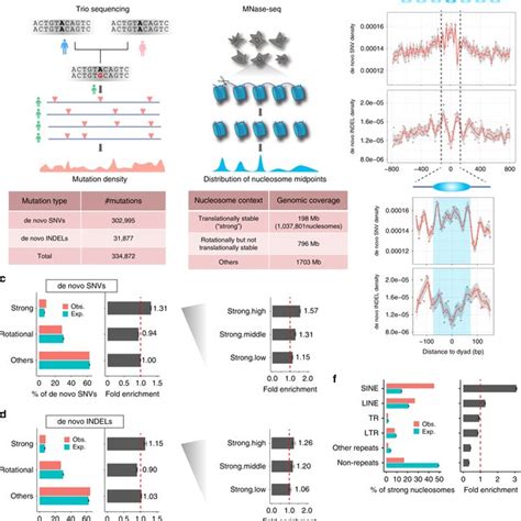 De novo mutations are enriched in strong nucleosomes a Summary of ...