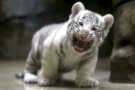 Adorable white tiger cub bare its fangs as mum takes a well-deserved ...