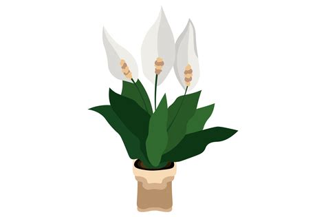 Peace Lily Plant in Pot SVG Cut file by Creative Fabrica Crafts ...