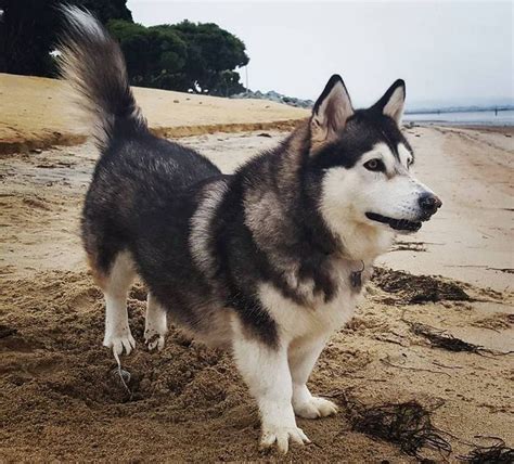 Husky Corgi Mix Puppies, Corgi Mix Breeds, Husky Husky, Sledge Dog, Dog Breeds Medium, Corgi ...