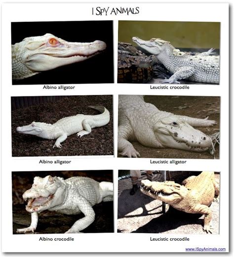 Leucistic vs Albino | Crocodile species, Crocodile eyes, Animal learning