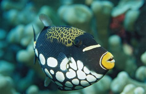 Avoiding Aggression in Saltwater Fish