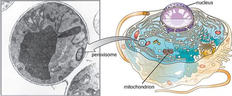 Difference Between Lysosome and Peroxisome | Characteristics, Structure ...