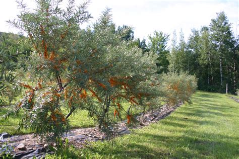 Sea Buckthorn Tree's, Seabuckthorn Plants & Shrubs