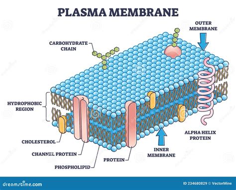 Schéma De Structure Microscopique à Membrane Cellulaire Ou ...