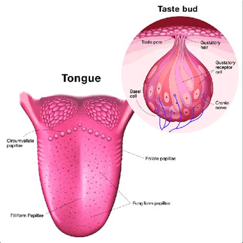 Human Tongue Diagram