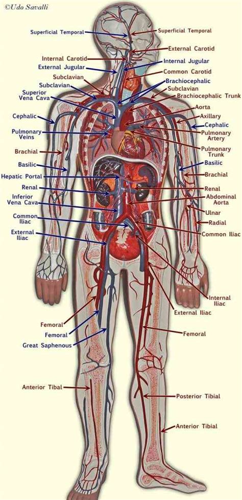 Anatomy Of The Smallest Blood Vessel | MedicineBTG.com