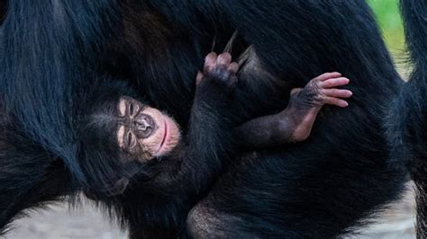 Why this baby primate is a symbol of hope for all Western chimpanzees | CBC Radio