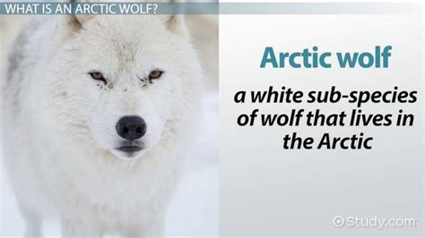 Arctic Wolf Facts: Lesson for Kids - Lesson | Study.com