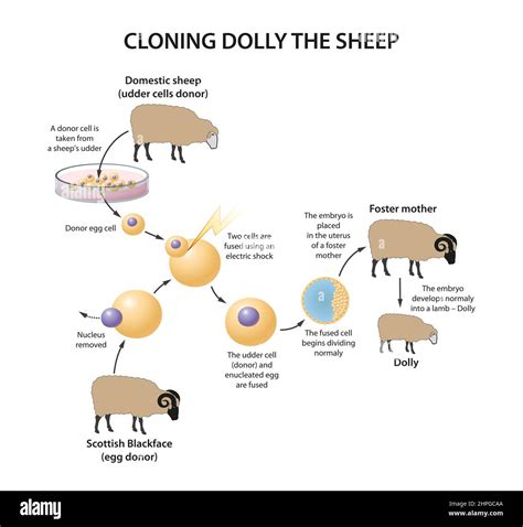 Dolly the sheep lamb Cut Out Stock Images & Pictures - Alamy