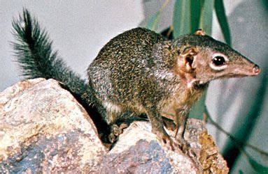 Tree shrew | Small Mammal, Nocturnal & Endemic to Southeast Asia | Britannica