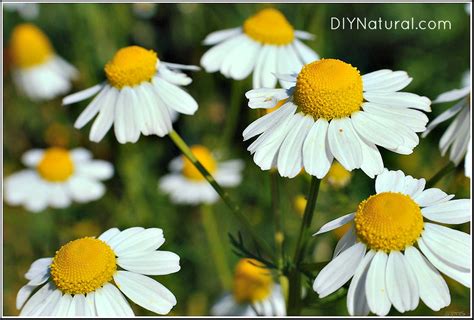 Chamomile Tea Benefits and Other Uses for Chamomile