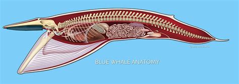 Baleen Whale Anatomy - Calm Water = Calm Whales, and the Reverse is True Too ... - Baleen whales ...